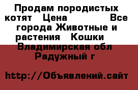 Продам породистых котят › Цена ­ 15 000 - Все города Животные и растения » Кошки   . Владимирская обл.,Радужный г.